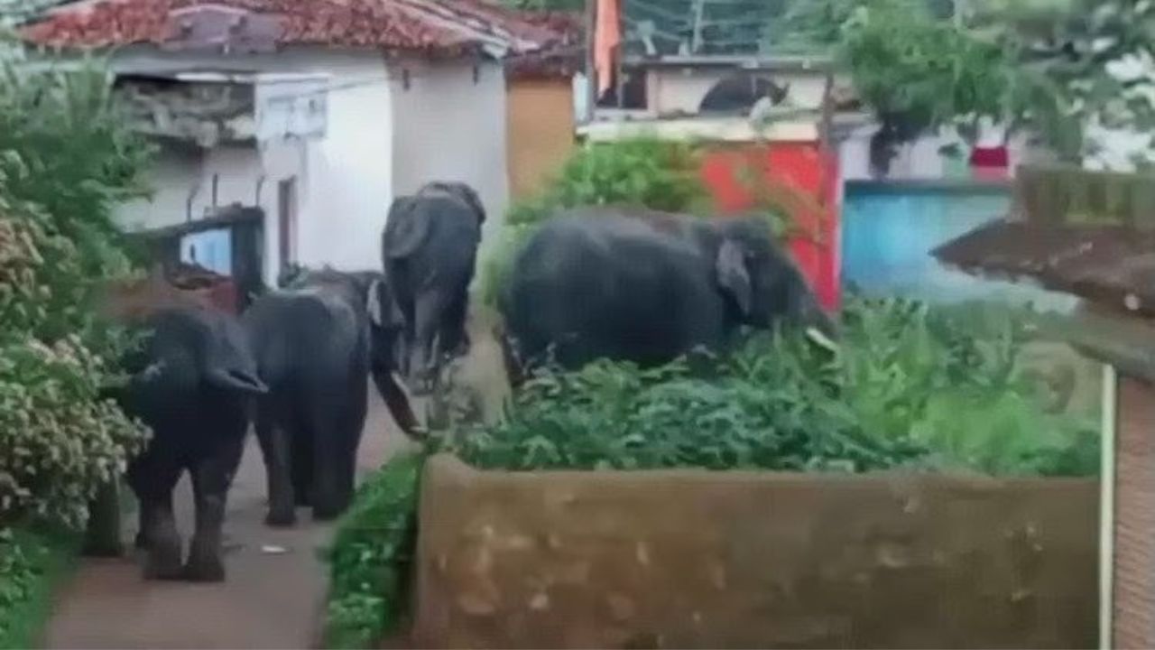 सरायकेला में जंगली हाथी का कहर, आधी रात गांव में मचाया तांडव