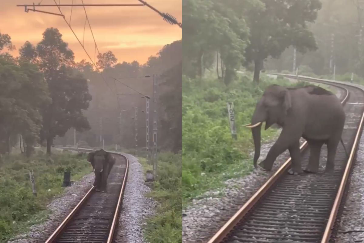 लोको पायलट की सतर्कता से टला बड़ा हादसा, हाथियों का झुंड आया ट्रेन के सामने